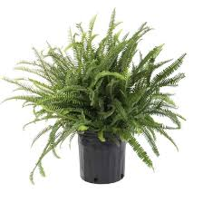 Kimberly Queen Fern
