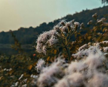 Field full of fluffy plants