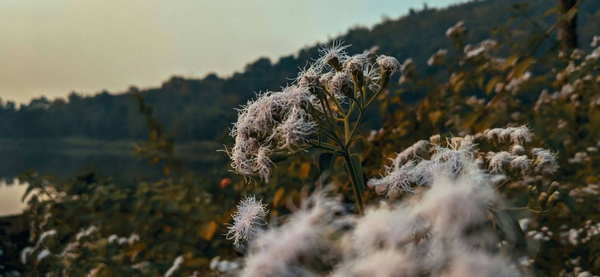 Field full of fluffy plants
