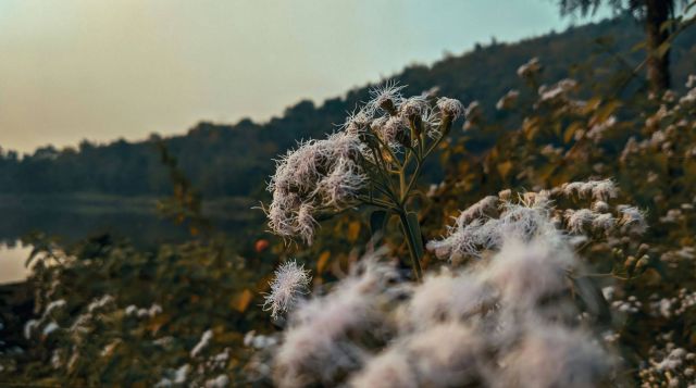 Field full of fluffy plants