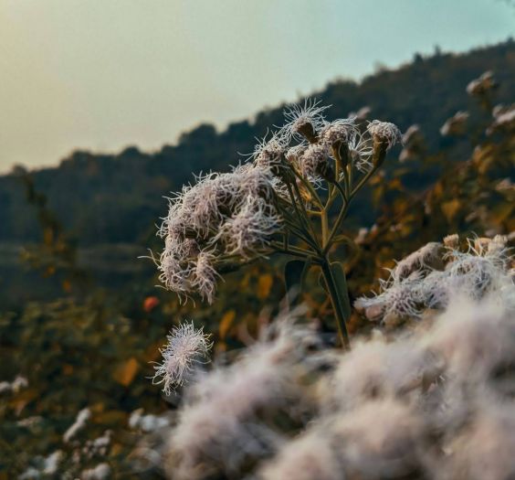 Field full of fluffy plants