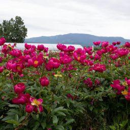 Bright Pink Flowers in a Field