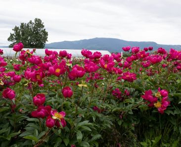 Bright Pink Flowers in a Field