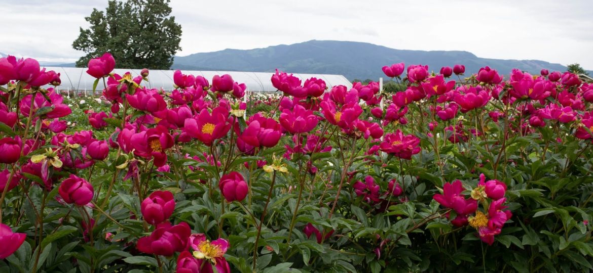 Bright Pink Flowers in a Field