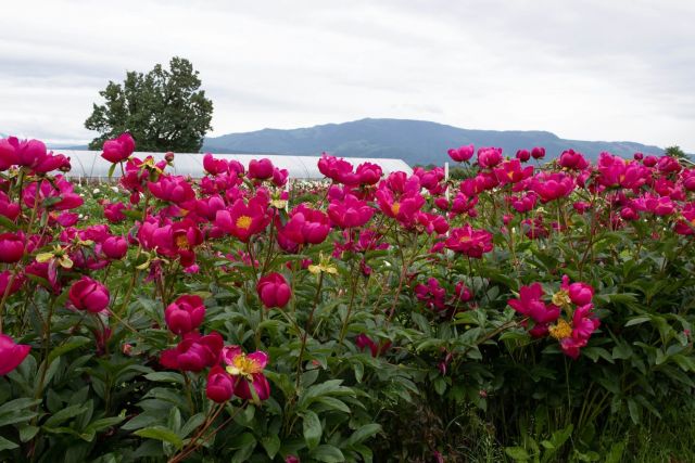 Bright Pink Flowers in a Field