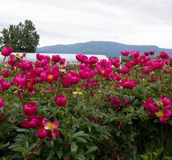 Bright Pink Flowers in a Field