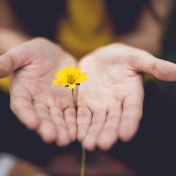 Flowers cupping a tiny yellow flower between them