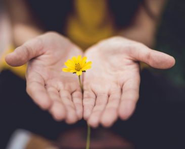 Flowers cupping a tiny yellow flower between them
