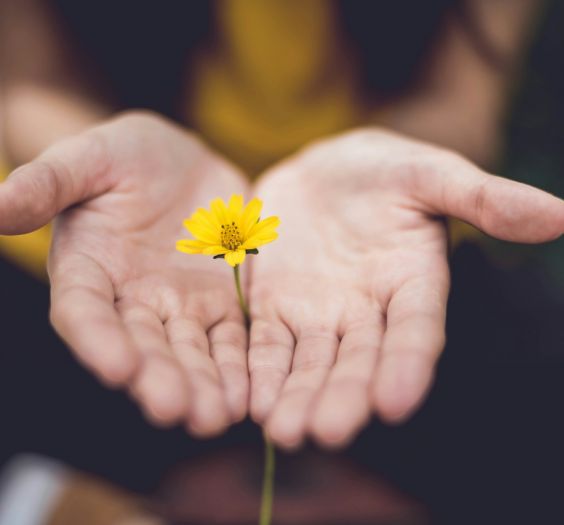 Flowers cupping a tiny yellow flower between them