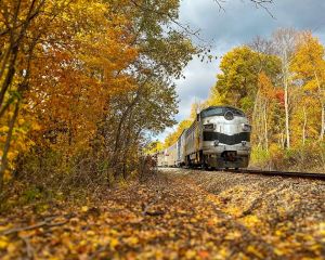 a train moving through an autumn tree scene